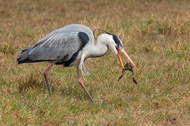blauwereiger.jpg