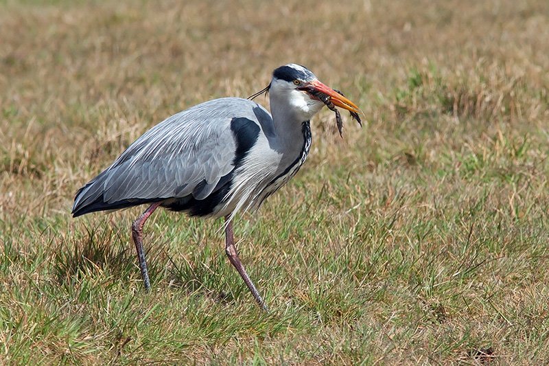 blauwereiger2.jpg