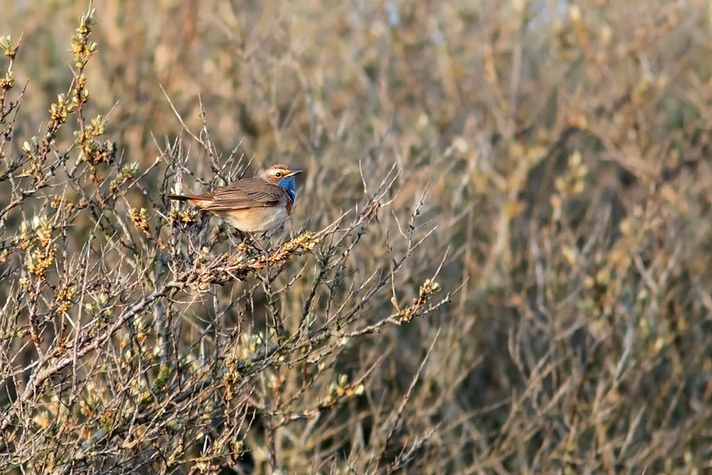 blauwborst.jpg